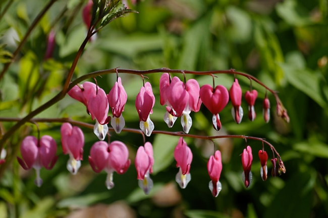 Jardin des Impressionnistes-053